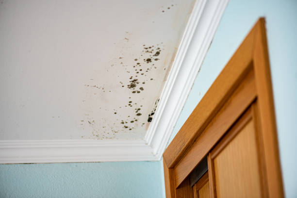 Best Residential Mold Removal  in Vienna, GA