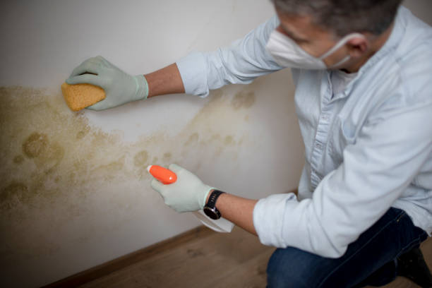 Best Mold Testing and Removal  in Vienna, GA