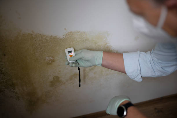 Certified Mold Removal in Vienna, GA