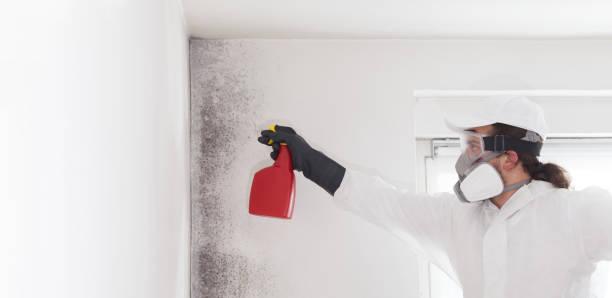 Best Black Mold Removal  in Vienna, GA