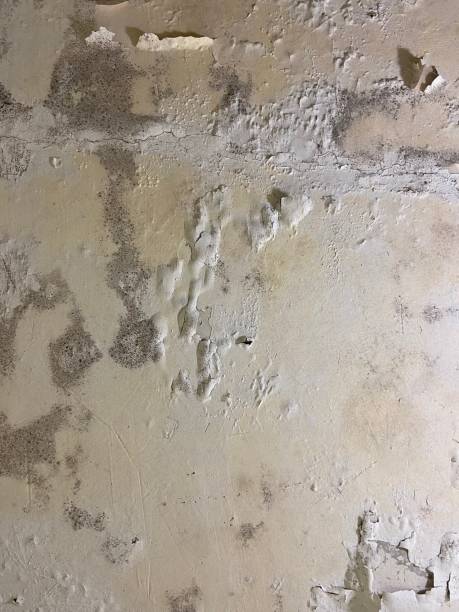 Best Black Mold Removal  in Vienna, GA