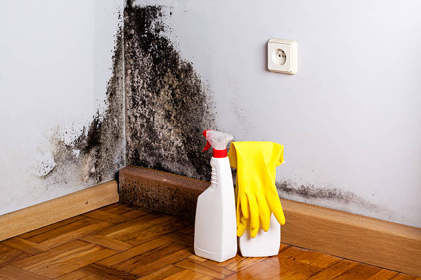 Best Fast Mold Removal  in Vienna, GA